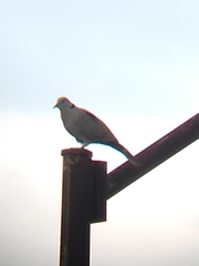 Streptopelia decaocto