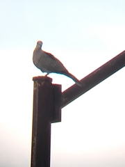 Streptopelia decaocto