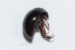 Anisotoma orbicularis