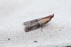 Moodna pallidostrinella