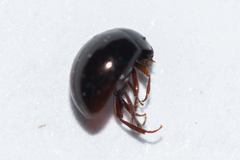 Anisotoma orbicularis