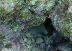 Gymnothorax castaneus