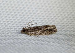 Gretchena delicatana