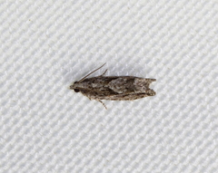 Gretchena delicatana