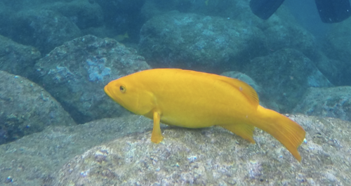 Leopard Grouper
