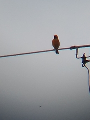 Icterus cucullatus