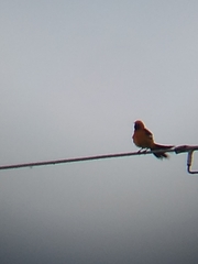 Icterus cucullatus