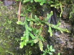 Selaginella repanda
