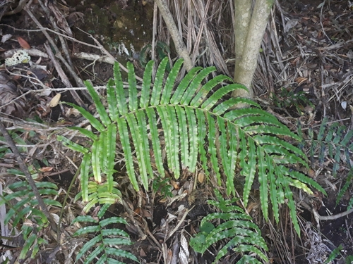 Image of Blechnum triangularifolium by (c) Leon Perrie, some rights reserved (CC BY)