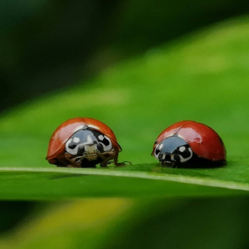 Spotless Lady Beetle, photo 4 of 7