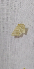 Heliomata glarearia