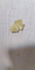Heliomata glarearia