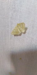 Heliomata glarearia