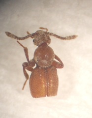 Zeadalmodes myrmecophilus