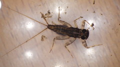 Stenacron interpunctatum
