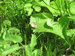 Coenonympha hero