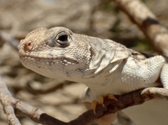 Dipsosaurus dorsalis dorsalis