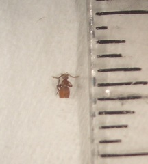 Zeadalmodes myrmecophilus