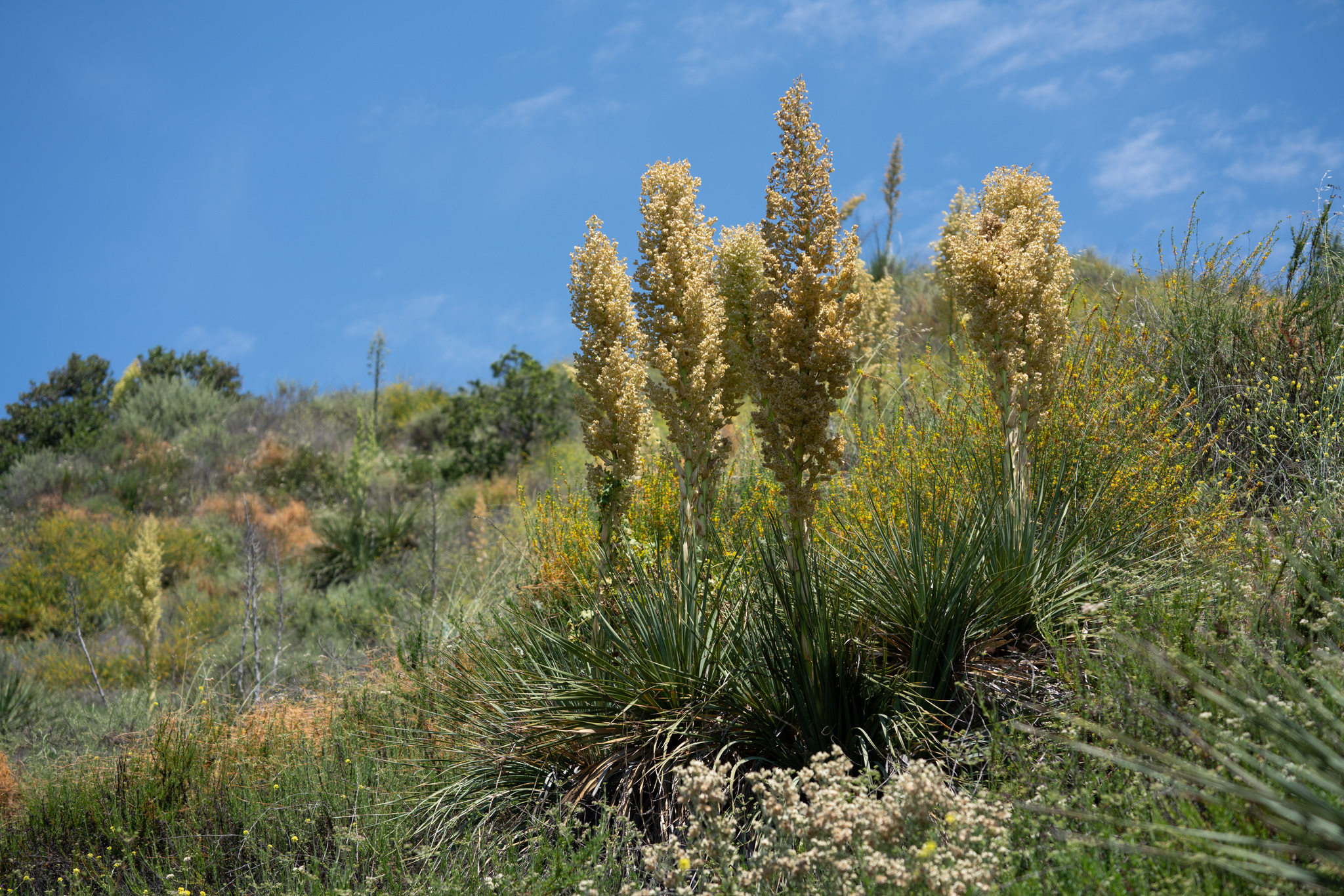 Nolina cismontana