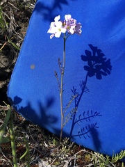 Cardamine polemonioides