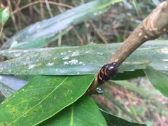 Okiscarta uchidae