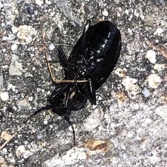 Carabus nemoralis