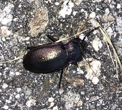 Carabus nemoralis