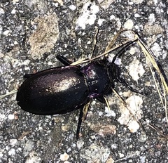 Carabus nemoralis