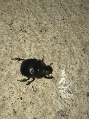 Dichotomius carolinus