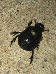 Dichotomius carolinus