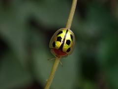 Chiridopsis bowringii