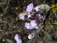 Utricularia grampiana