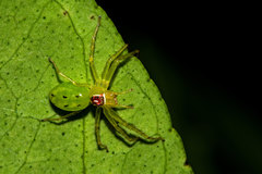 Lyssomanes antillanus