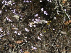 Utricularia grampiana