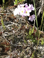 Cardamine polemonioides