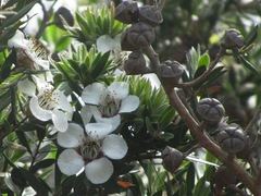 Leptospermum turbinatum