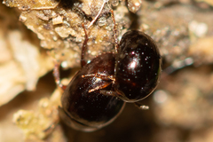 Anisotoma orbicularis