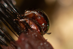 Anisotoma orbicularis