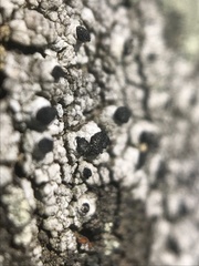 Pseudothelomma occidentale