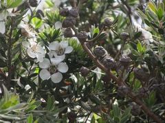 Leptospermum turbinatum