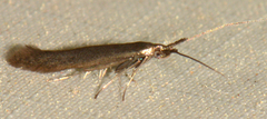 Coleophora mayrella