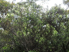 Leptospermum turbinatum
