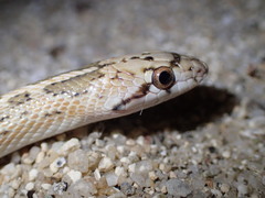 Arizona elegans eburnata