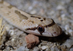 Arizona elegans eburnata