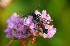 Synanthedon formicaeformis