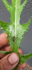 Ptychoptera quadrifasciata