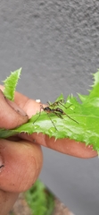Ptychoptera quadrifasciata
