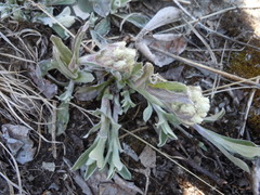 Antennaria neglecta