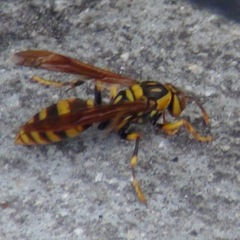 Polistes rothneyi