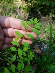 Phyllanthus caroliniensis